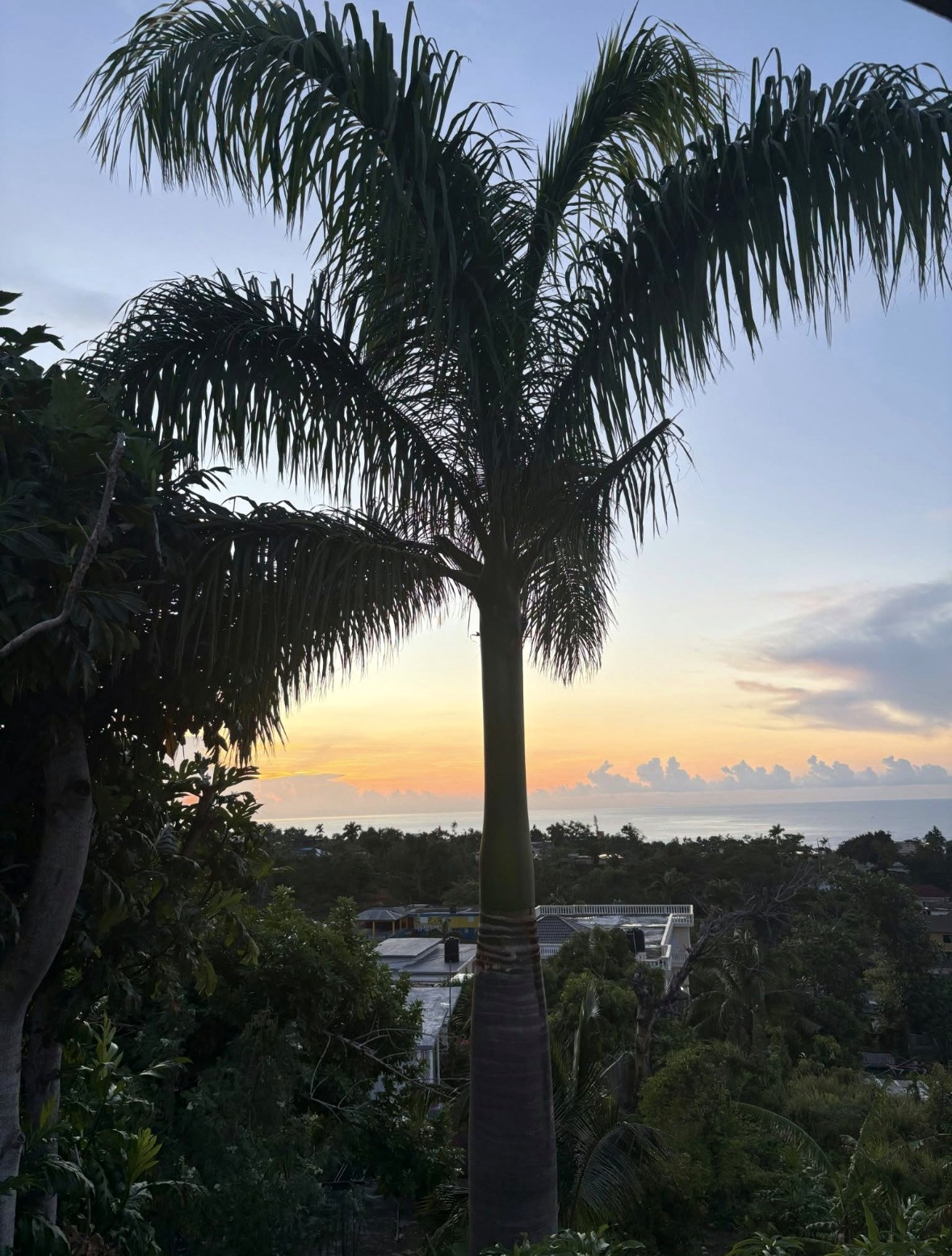 Palm tree and Caribbean horizon at sunset from the property